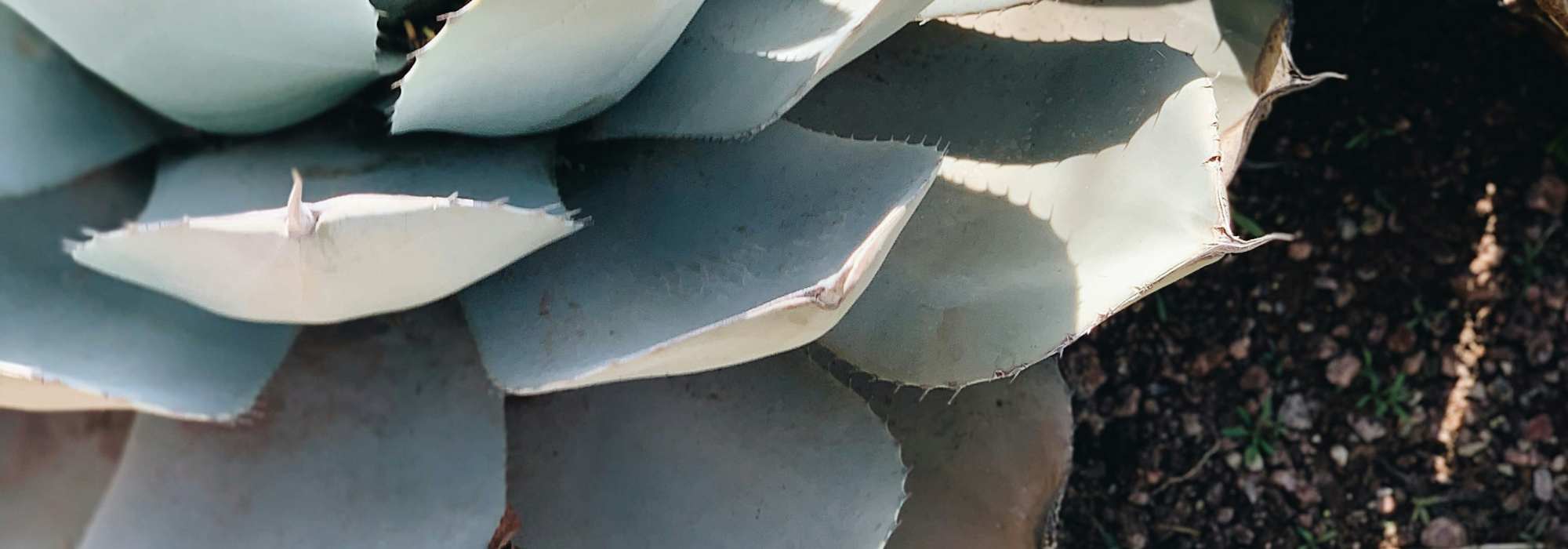 FAQ at Cyprus in Phoenix, Arizona   