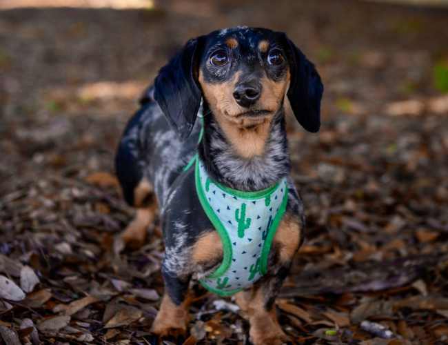 Pet-friendly at The Crossings at Ironbridge in Chester, Virginia