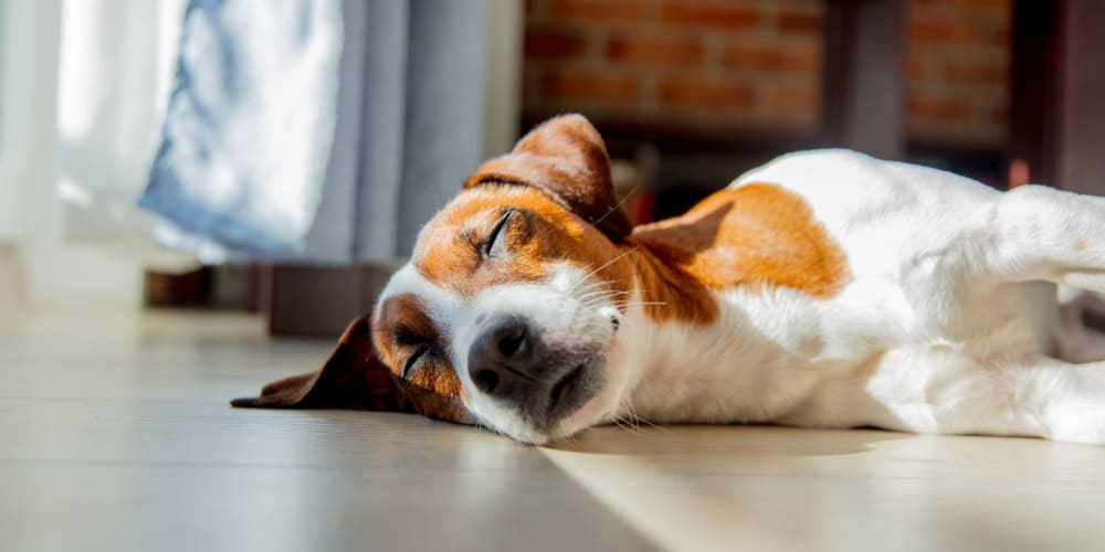 Dog sleeping on the floor at Lehigh Plaza Apartments in Bethlehem, Pennsylvania