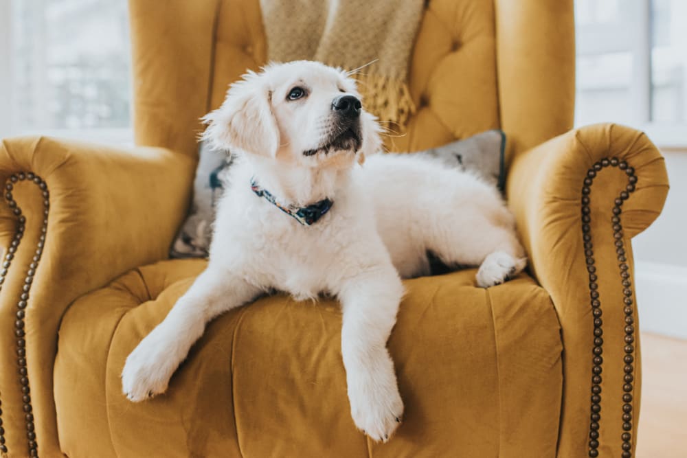 Cute puppy laying on a cozy mustard yellow chair at The Main in Evanston, Illinois