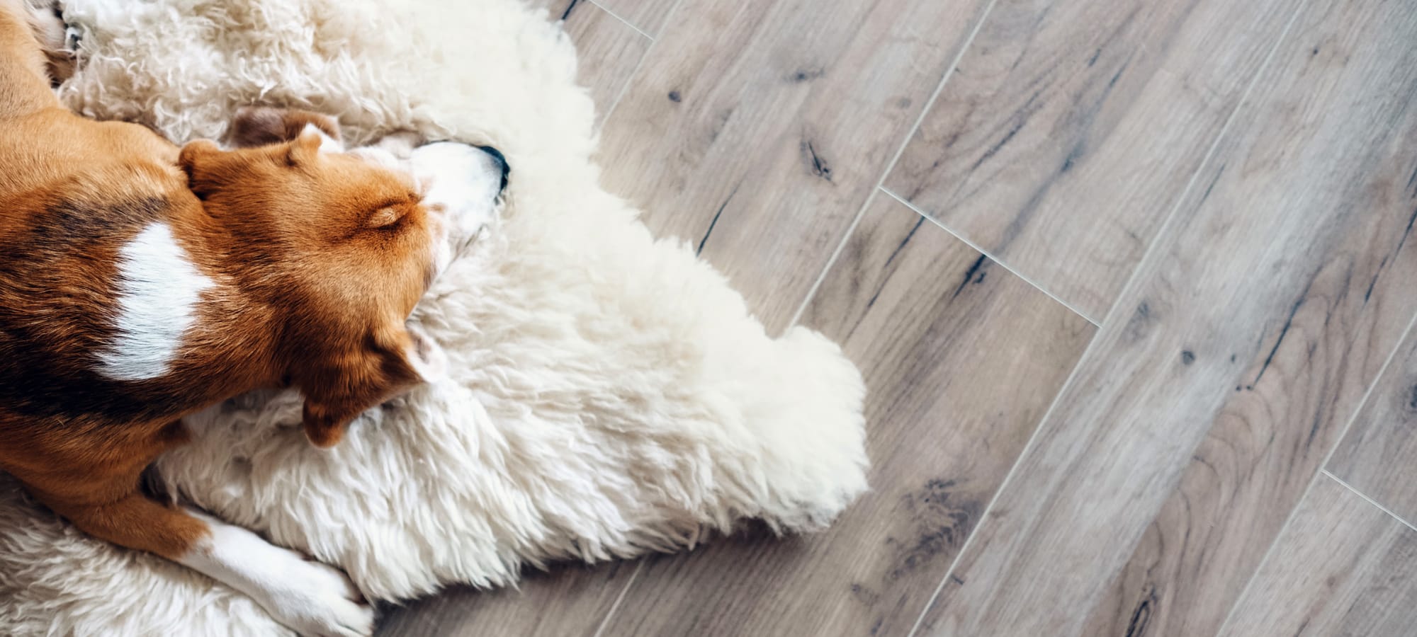 Pet policy at Marquis at Lantana in Flower Mound, Texas
