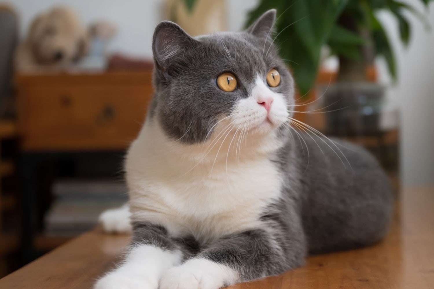 A happy cat sitting in an apartment at Valley Terrace in Durham, North Carolina