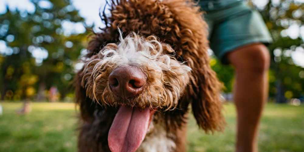 Closeup shot of a dog playing outside at Reedville Meadows in Beaverton, Oregon