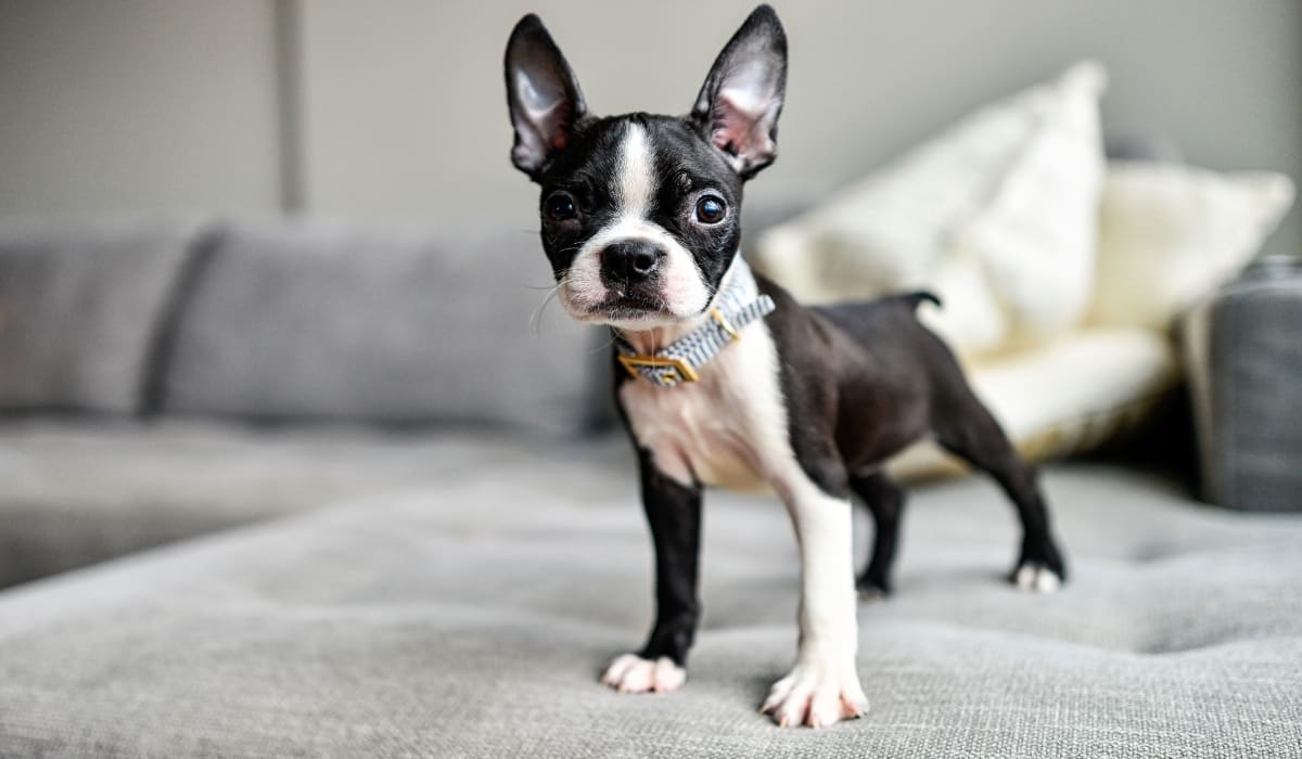 Cute puppy standing on a couch at Enclave at Grapevine in Grapevine, Texas