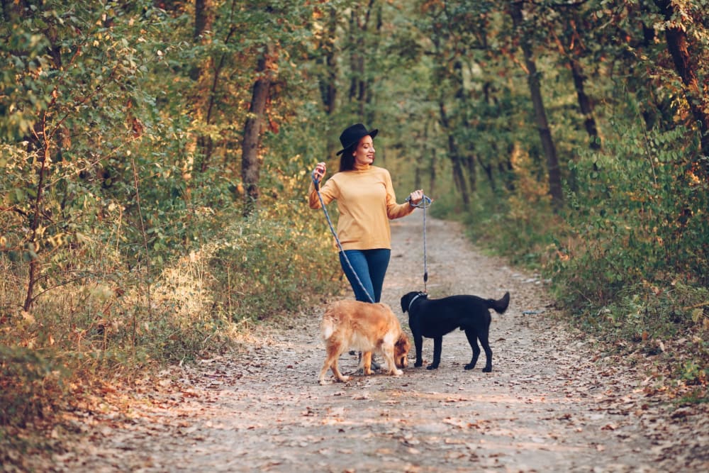 Resident taking her dogs for a walk near Mateo Apartment Homes in Arlington, Texas 