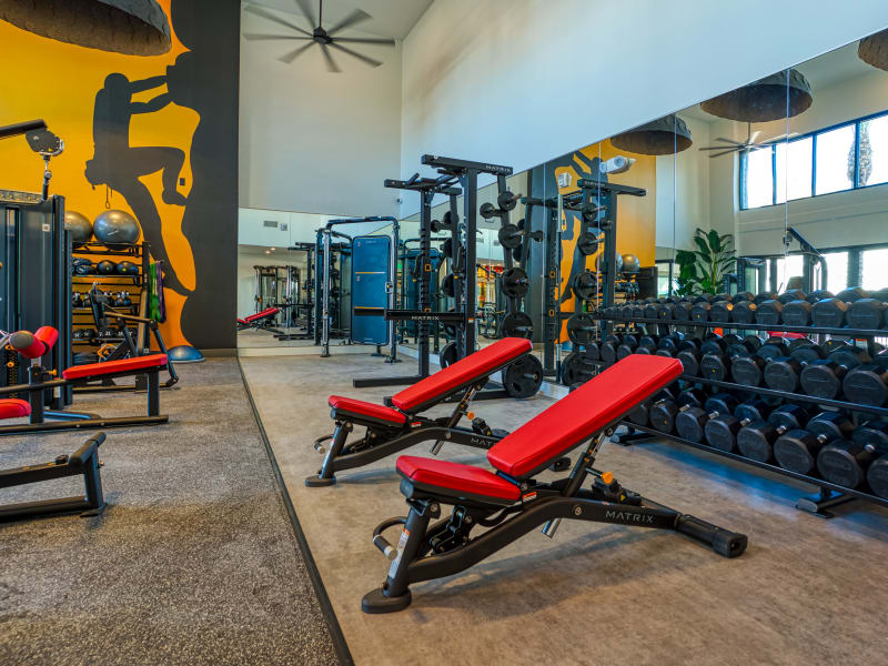 Complete fitness center with free weight section at Alexan Tempe in Tempe, Arizona 