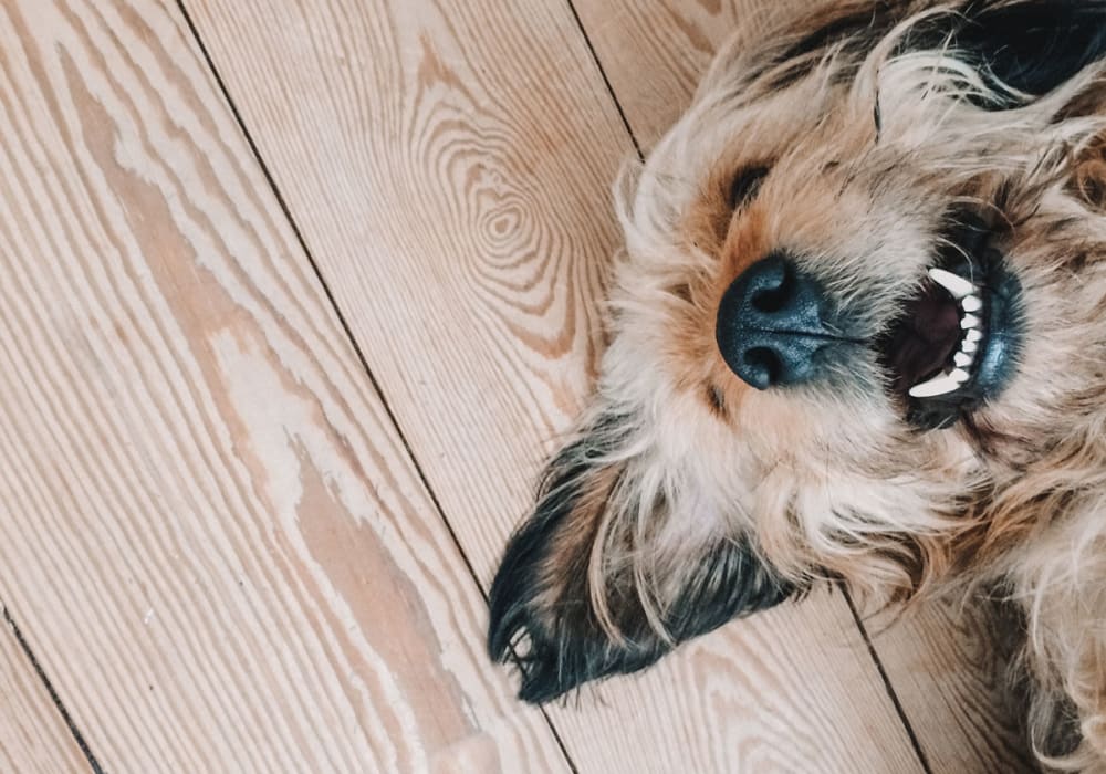 Dog laying on hardwood floor at Bacarra Apartments in Raleigh, North Carolina