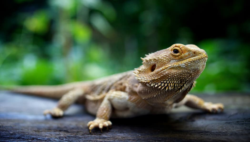 Bearded dragon near Apple Tree Cove Animal Hospital in Kingston, Washington