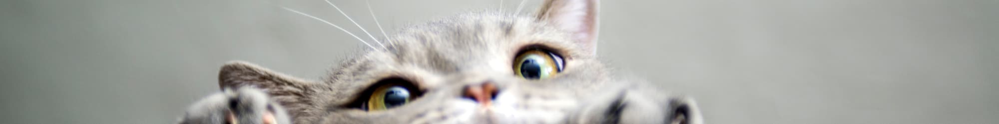 Pet friendly apartments in Summerville, SC