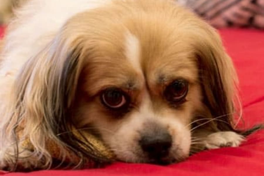 Resident's pup relaxing in comfort in its new home at Carmel Village in Fountain Valley, California