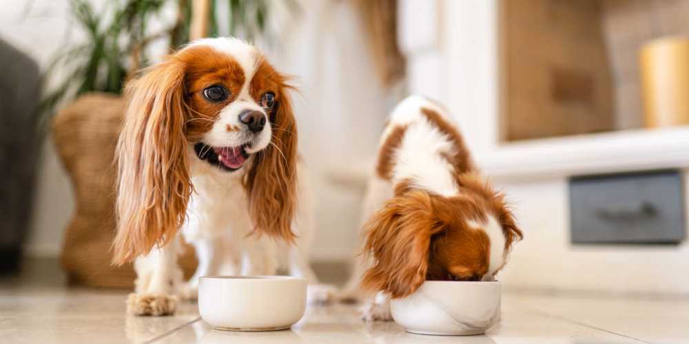 Happy dogs eating food at Groves at Peach Orchard in Belmont, North Carolina