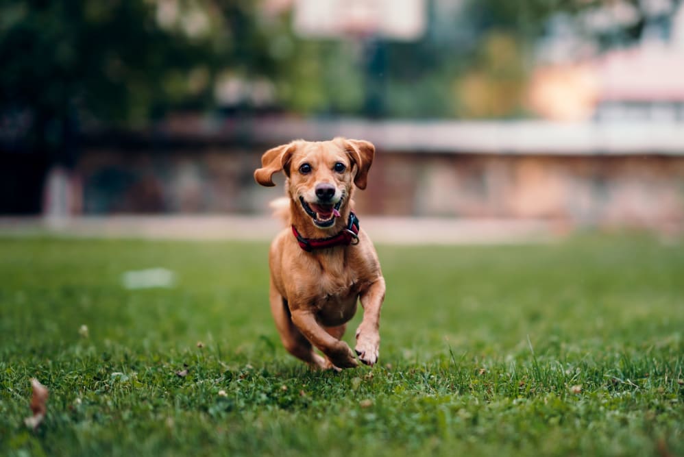 A dog running around in the grass at Green Wood in Gallatin, Tennessee