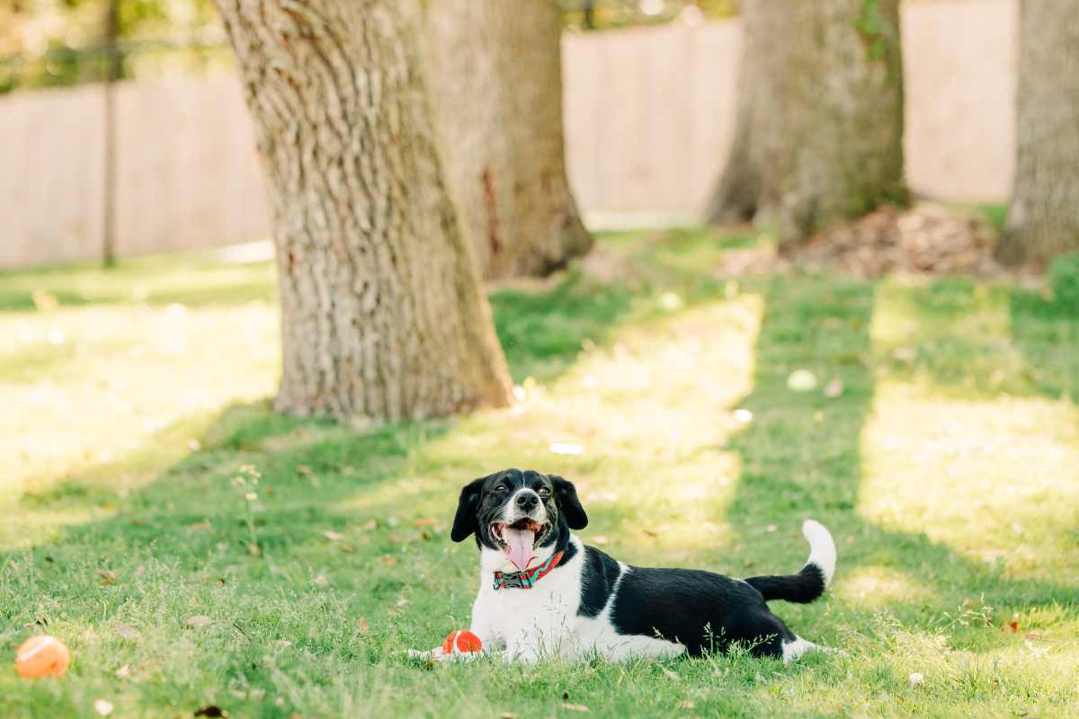 Dogs playing in outdoor pet area at The Flats at Crosspointe in Columbia, South Carolina