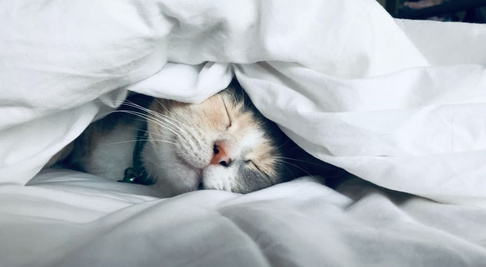 Cat in bedroom at Miramar Towers in Los Angeles, California