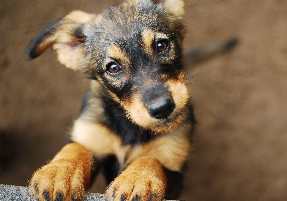 Cute puppy sitting up at a couch in the apartments at Everwood at The Avenue in Murfreesboro, Tennessee