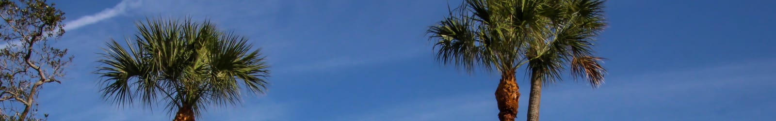 Information about the neighborhood near our apartments at Lola Apartments in Riverview, Florida