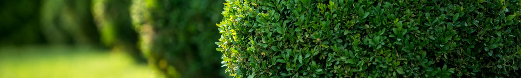 Bushes at Carriage Place Apartments