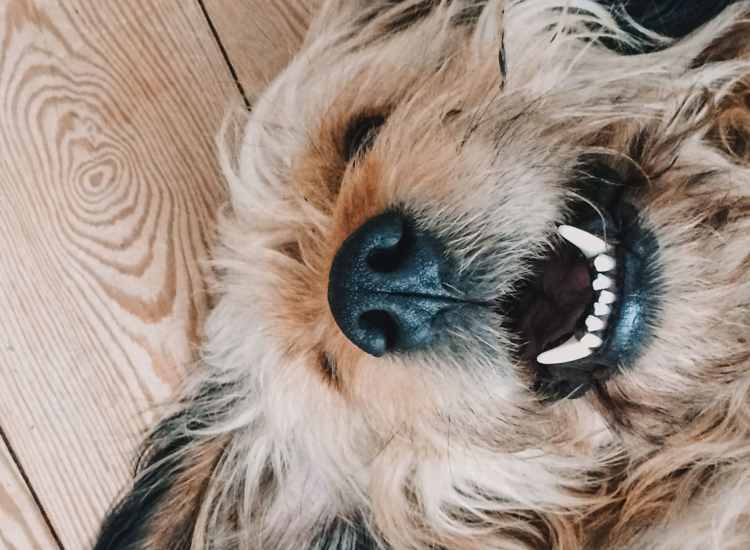 Pet-friendly at 254 Broadway in Methuen, Massachusetts