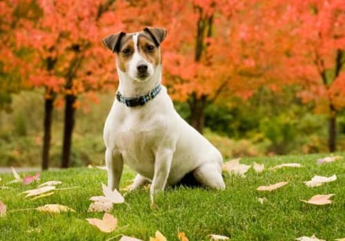 A doggie enjoying at Kitsap Veterinary Hospital in Port Orchard, Washington