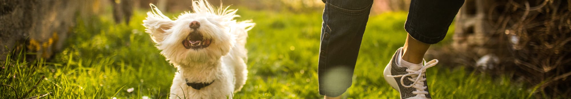 Pet Friendly at Mercury NoDa in Charlotte, North Carolina