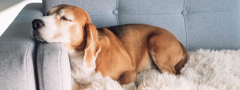 A dog sleeping peacefully in his home at The Columbia at the Waterfront in Vancouver, Washington