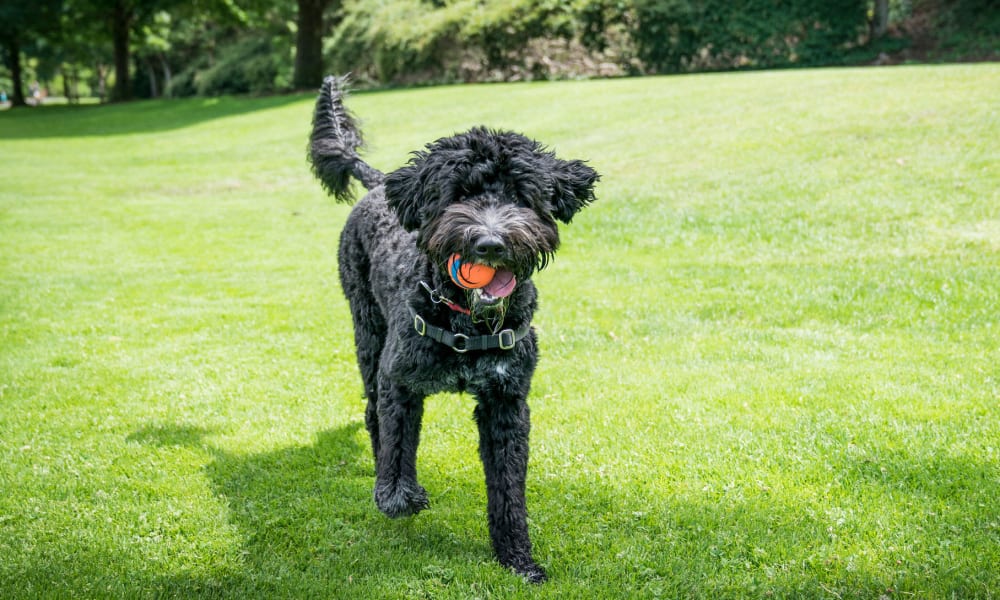 Happy dog with a ball in her mouth on the green grass outside her apartment at Oaks Union Depot in St Paul, Minnesota