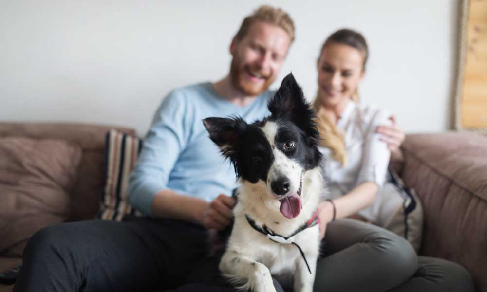 Resident with pet on couch at Eagle Park Village in Hanover, Maryland