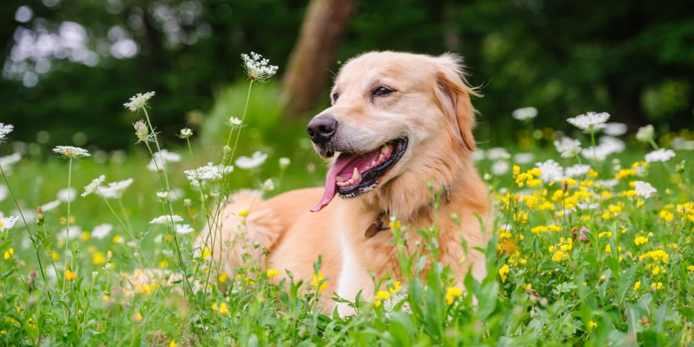 Resident dog enjoying a nearby park at Redbud Ranch Apartments in Broken Arrow, Oklahoma