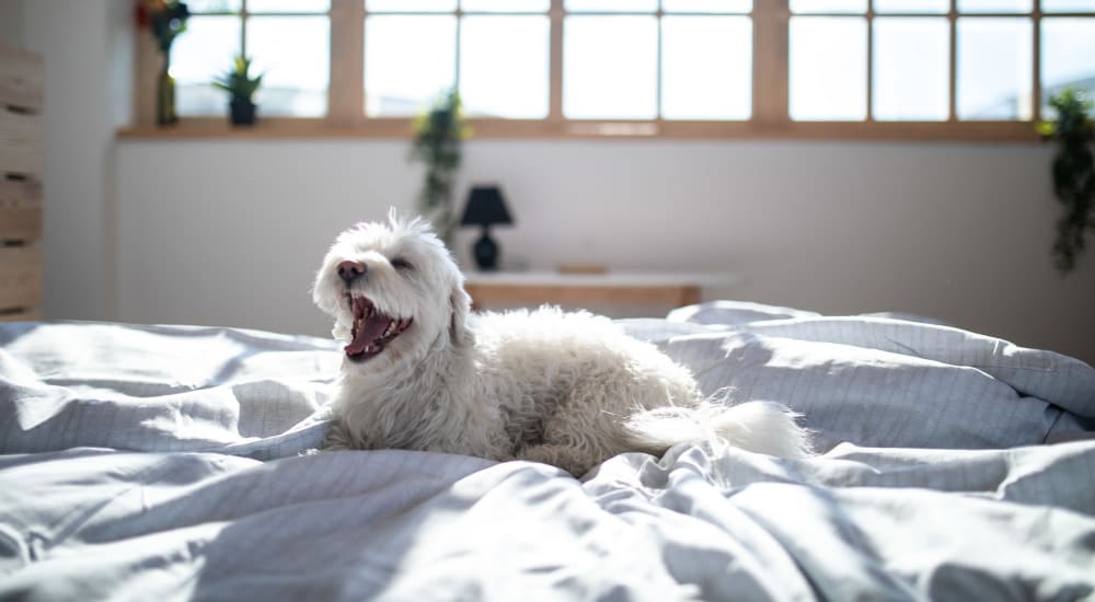 Small dog relaxing at home at Miramar Towers in Los Angeles, California