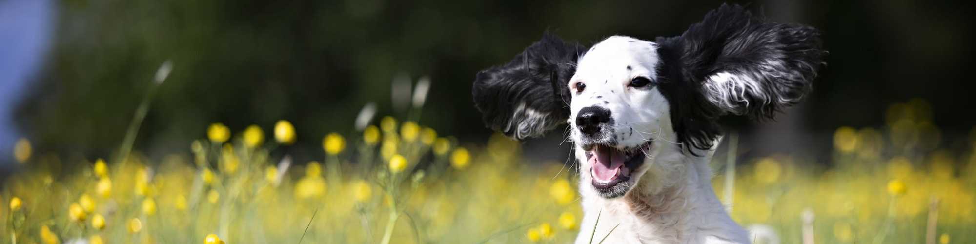 Pet Friendly at The Abbey at Riverchase in Hoover, Alabama