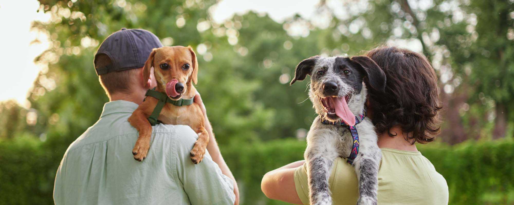 Pet Friendly | Sycamore Heights Townhomes in Tontitown, Arkansas