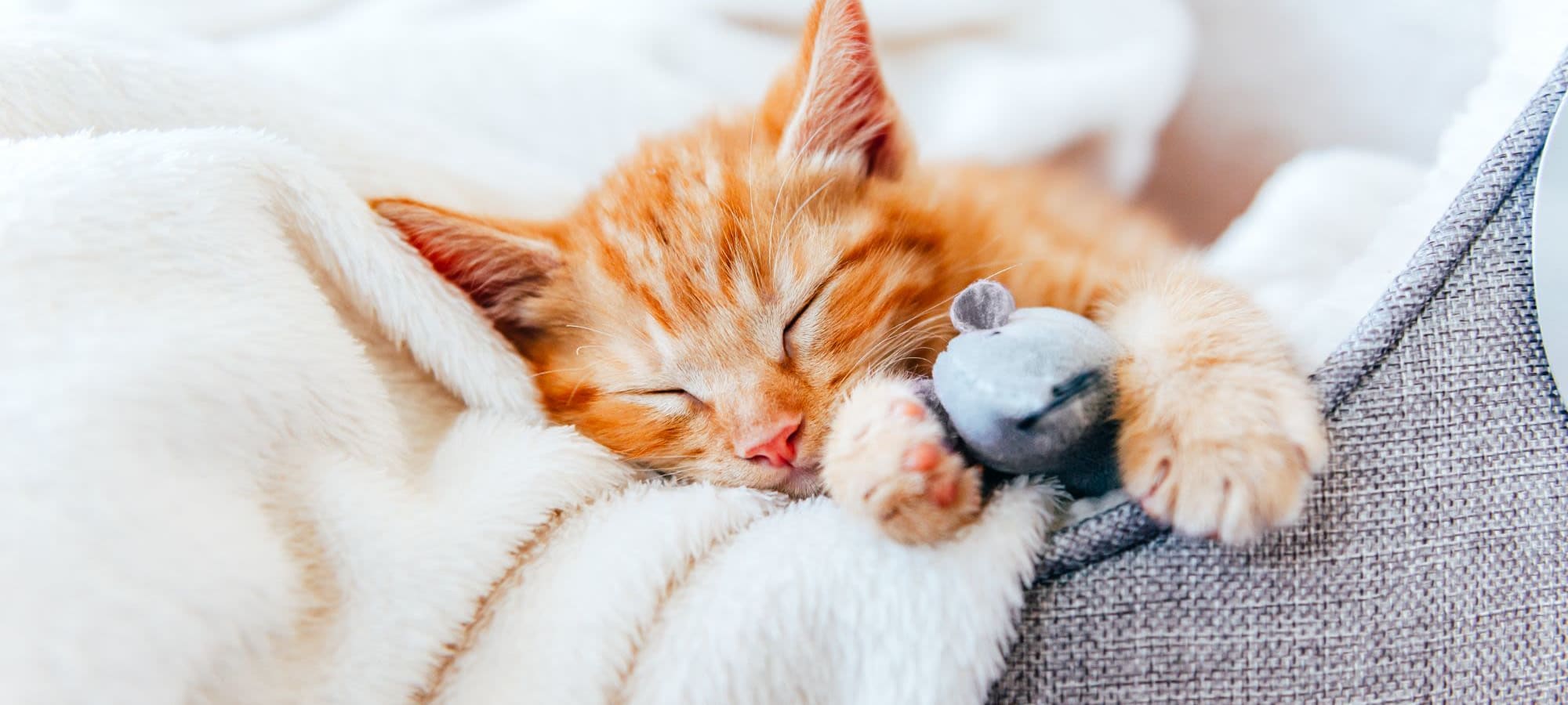 Pet policy at Marquis Seven Meadows in Katy, Texas