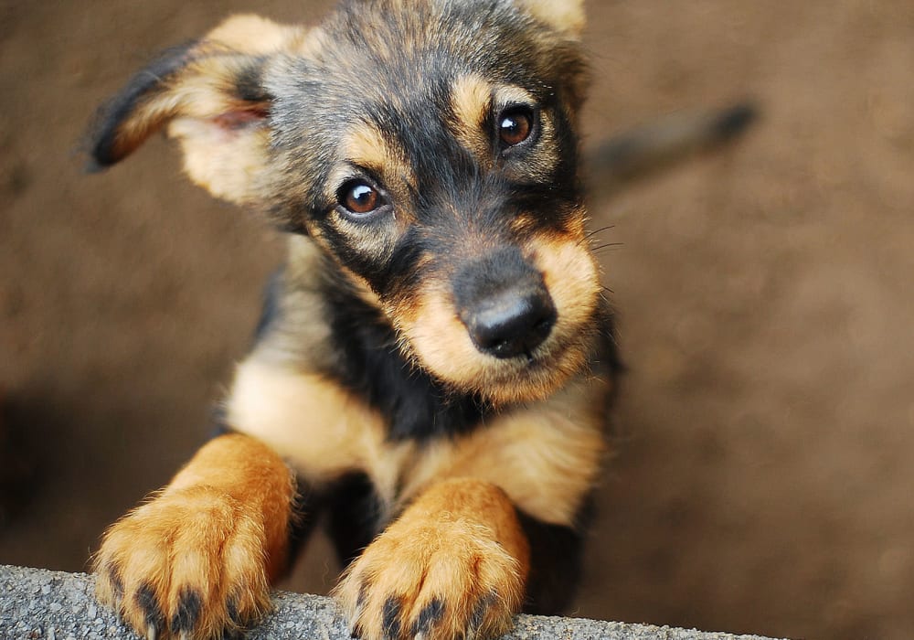 Small puppy looking up at a resident at Glass Creek in Mt Juliet, Tennessee