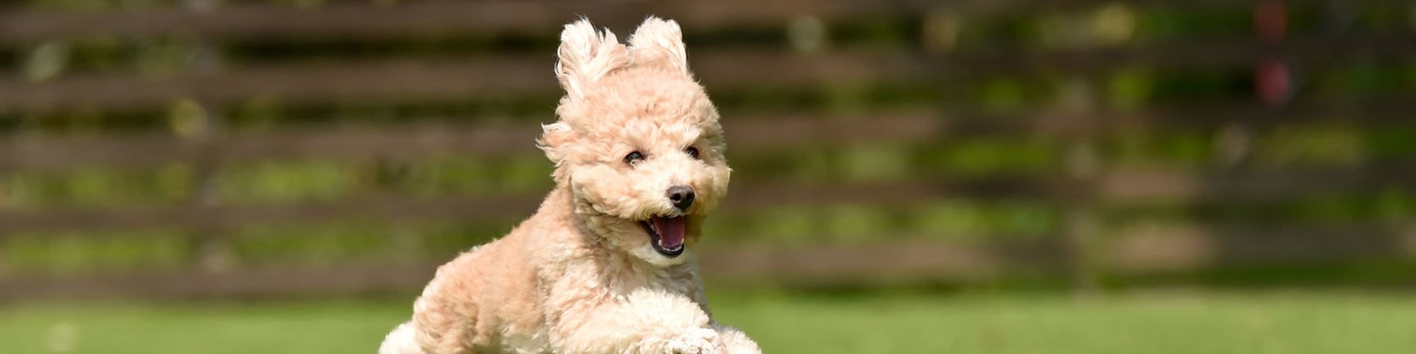 Pet Friendly Apartments for Rent in Midlothian, VA