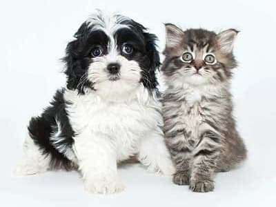 Happy puppy and kitten in their new home at City Centre Ithaca in Ithaca, New York
