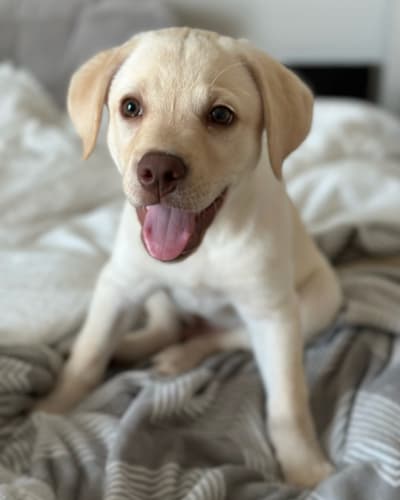 Puppy lounging on a bed at the pet friendly Bent Tree Apartments in San Angelo, Texas