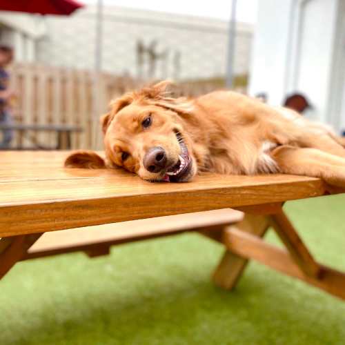 Dog relaxing on an outdoor bench at Woodmere Apartments of Venice in Venice, Florida