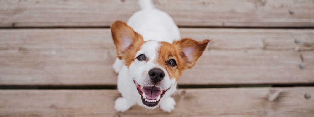 One of the good dogs that lives at the pet friendly apartments at Elevate in Englewood, Colorado