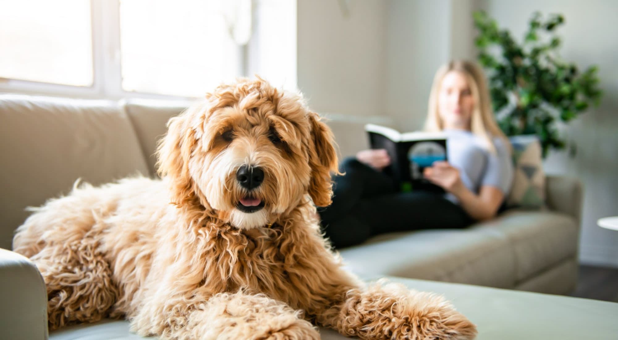 Pet Friendly | The Benton in San Antonio, Texas