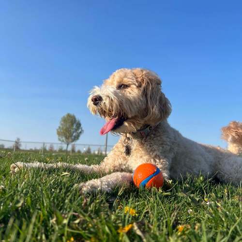 Dogs playing at Afton Palms in Sanford, Florida