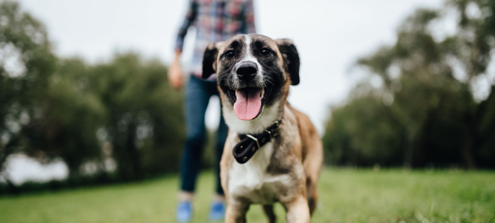 Pet policy at The Marq at Brookhaven in Atlanta, Georgia