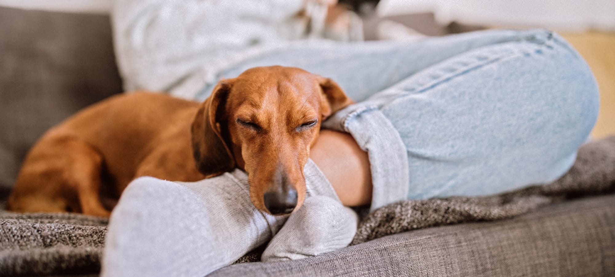 Pet policy at The Preserve at Ballantyne Commons in Charlotte, North Carolina