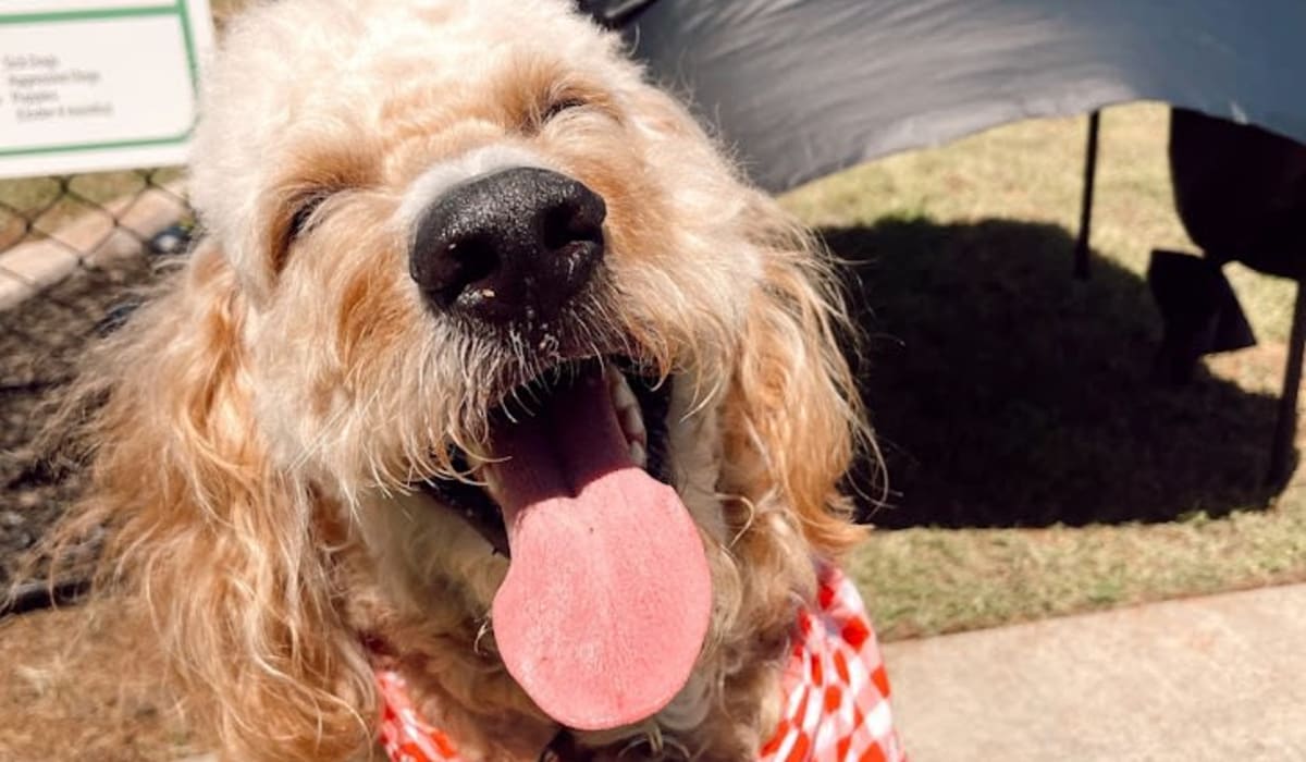 Happy dog at Le Rivage Luxury Apartments in Bossier City, Louisiana