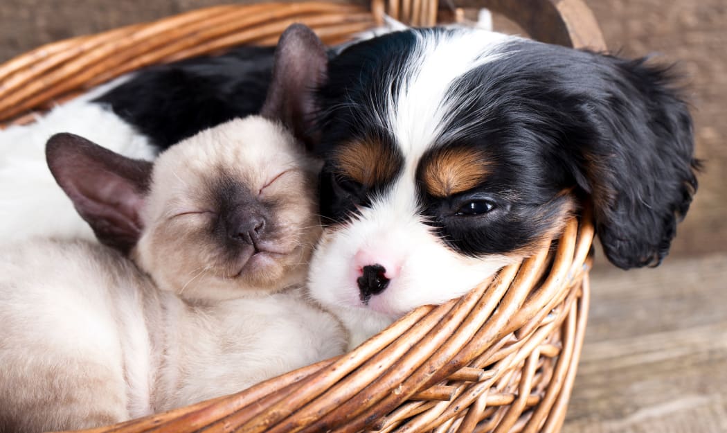 Pup and kitten resting in a basket together at their new home at IMT Kingwood in Kingwood, TX