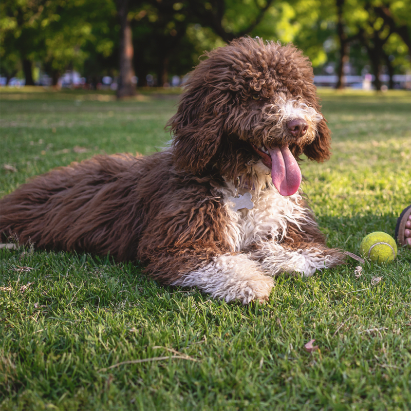 Bark park at Centra At North Druid Hills in Atlanta, Georgia