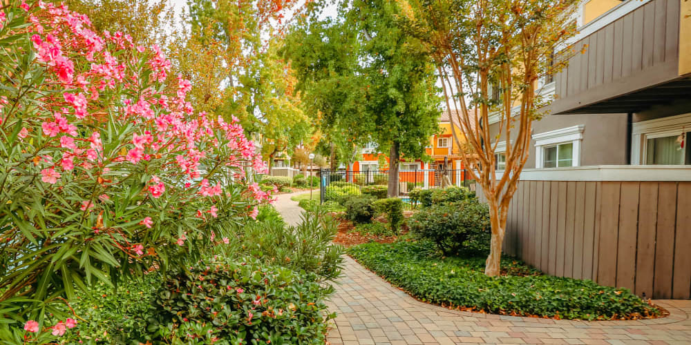 Walking path lined with flowers and mature trees outside pet-friendly homes at Peppertree Apartments in San Jose, California