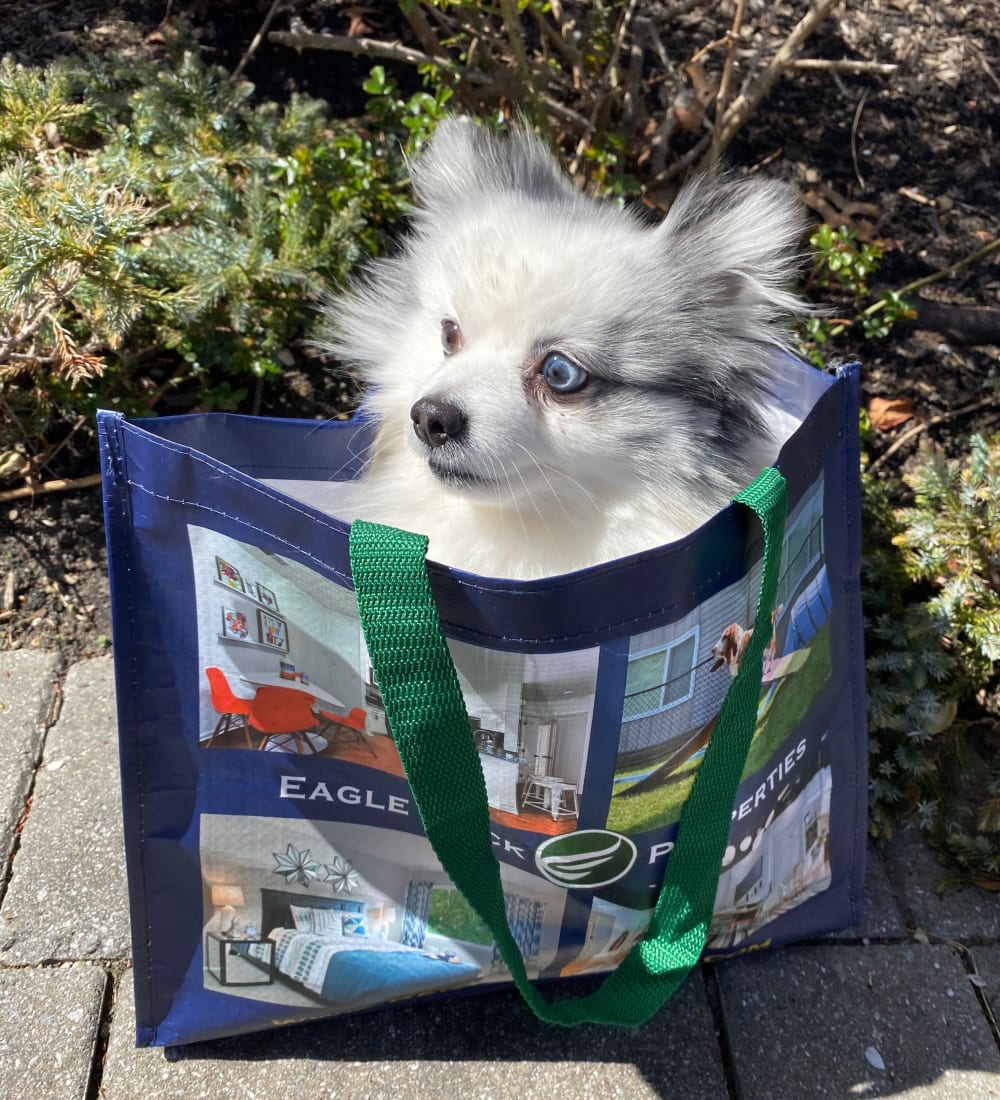 Cute pup in a shopping bag at Eagle Rock Apartments at Mohegan Lake in Mohegan Lake, New York