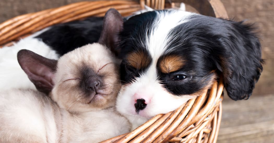 Kitty and pup in a basket relaxing together in their new apartment home at IMT Beverly Arnaz in Los Angeles, California