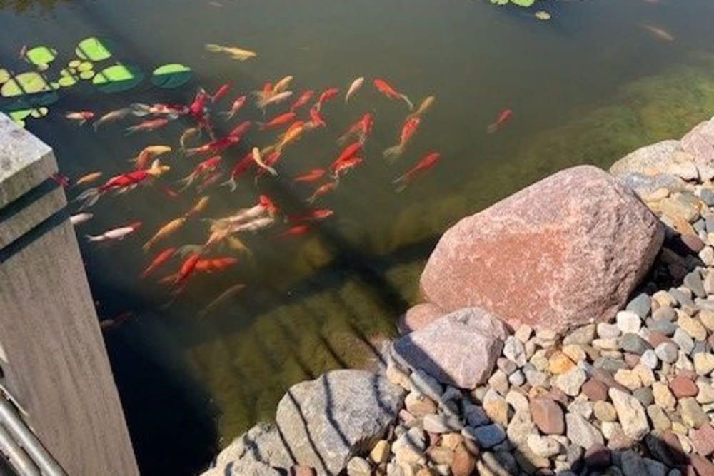 Goldfish in the pond at Prairie Hills Clinton in Clinton, Iowa.