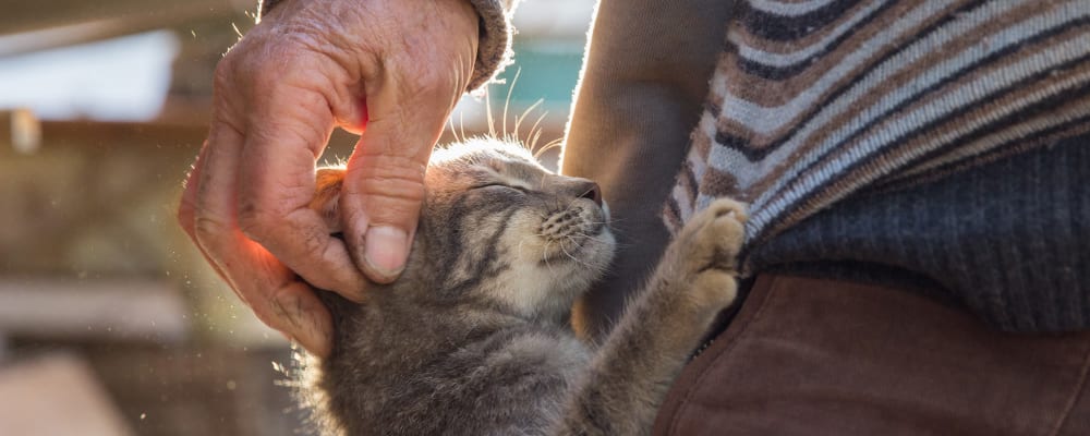 resident petting kitty at Vista Prairie at Monarch Meadows in North Mankato, Minnesota